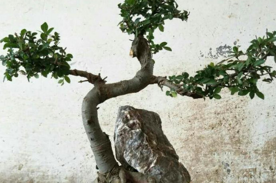 盆景榆树的养殖方法和注意事项