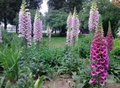 毛地黄有毒吗？毛地黄植株全株有毒