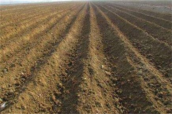 白芷种植技术,三个步骤手把手教你种植