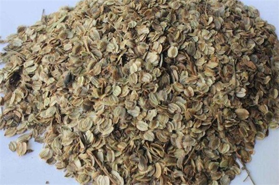 白芷种植技术,三个步骤手把手教你种植