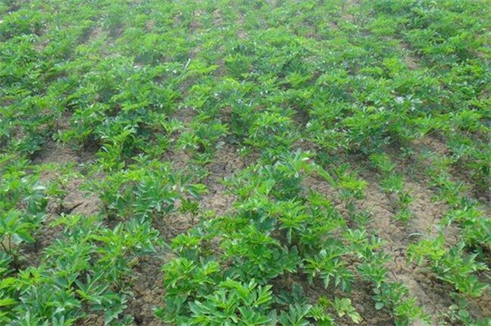 白芷种植技术,三个步骤手把手教你种植