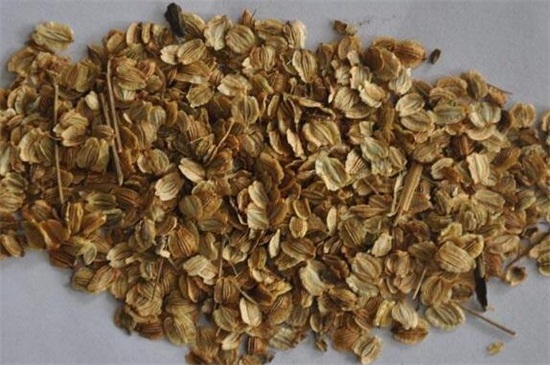 白芷种植技术,三个步骤手把手教你种植