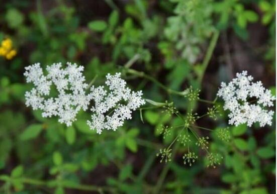 白芷的花语和传说,坚毅/执着和思念之情