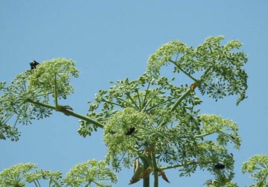 白芷的花语和传说,坚毅/执着和思念之情
