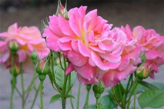 北京市市花是什么,月季是公认的市花