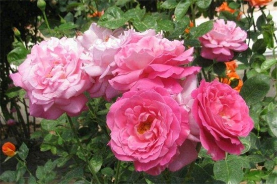 北京市市花是什么,月季是公认的市花