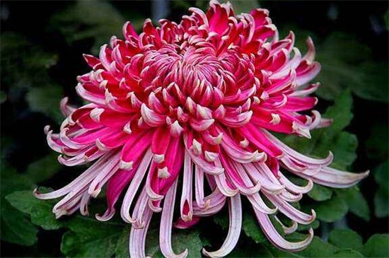 北京市市花是什么,月季是公认的市花