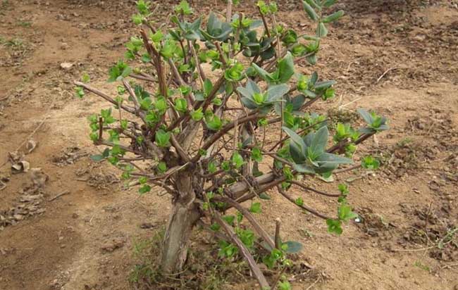 树形金银花的种植技术