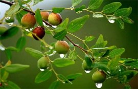 枣树品种有哪些？常见枣子种类图片