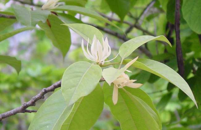 白兰花叶子发黄怎么办？