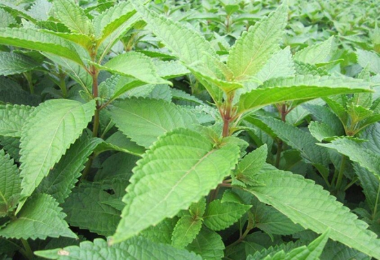 溪黄草的功效与作用,溪黄草茶可以常喝吗