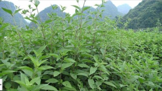 溪黄草的功效与作用,溪黄草茶可以常喝吗