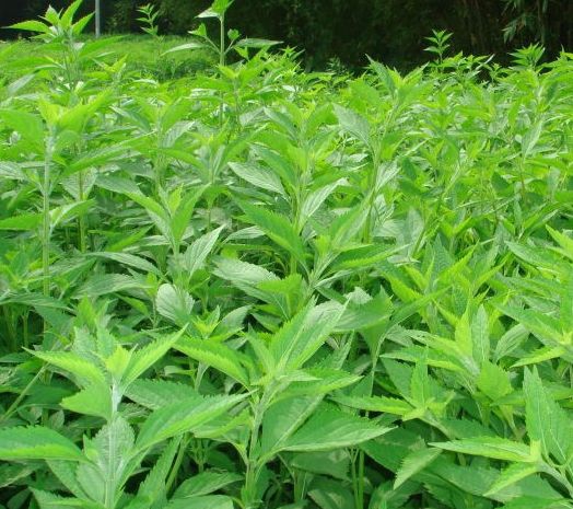 溪黄草的功效与作用,溪黄草茶可以常喝吗