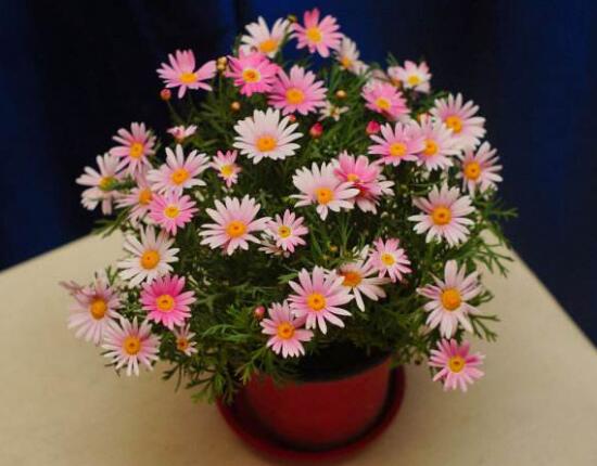 盘点十种招鬼的花,家里有这些花赶紧扔掉(易招鬼怪)