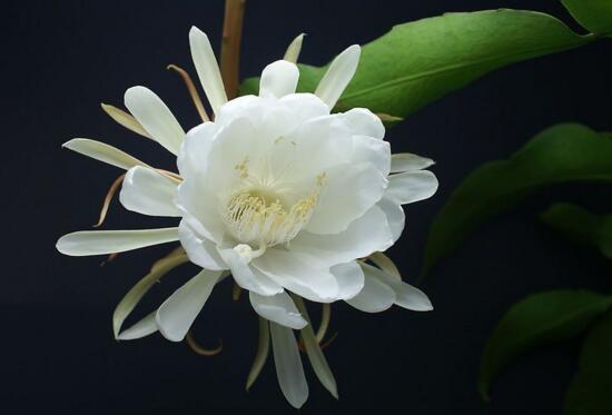 盘点十种招鬼的花,家里有这些花赶紧扔掉(易招鬼怪)