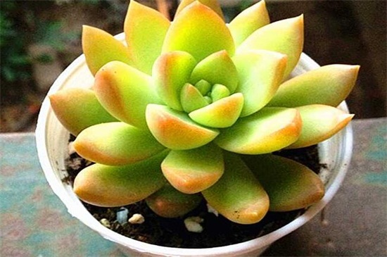 多肉植物有哪些品种,盘点8种不同种类的多肉