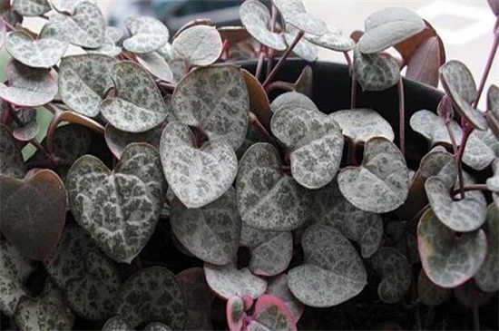 多肉植物有哪些品种,盘点8种不同种类的多肉