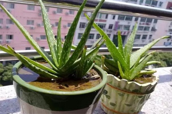 多肉植物有哪些品种,盘点8种不同种类的多肉