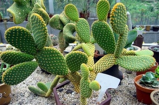 多肉植物有哪些品种,盘点8种不同种类的多肉