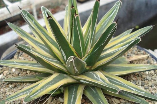 多肉植物有哪些品种,盘点8种不同种类的多肉