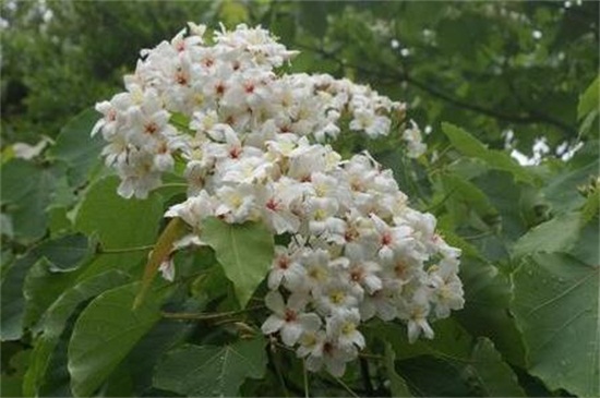 多肉植物有哪些品种,盘点8种不同种类的多肉