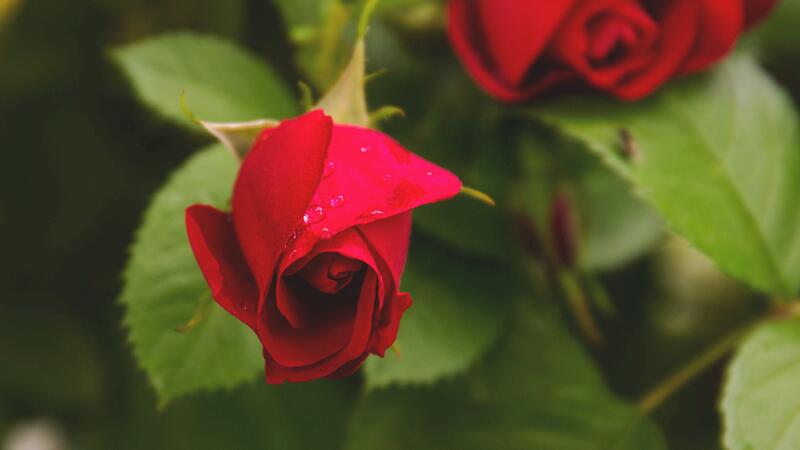 玫瑰叶子发黄怎么办