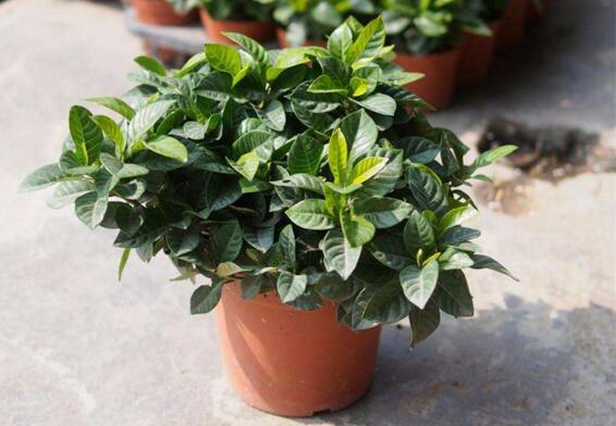 栀子花盆栽怎么养,五个技巧让你的栀子花枝繁叶茂