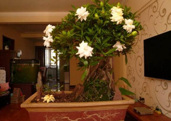 栀子花盆栽怎么养,五个技巧让你的栀子花枝繁叶茂