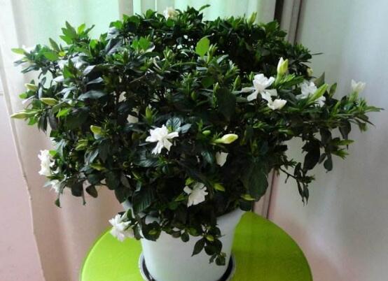 栀子花盆栽怎么养,五个技巧让你的栀子花枝繁叶茂