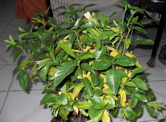 栀子花盆栽怎么养,五个技巧让你的栀子花枝繁叶茂