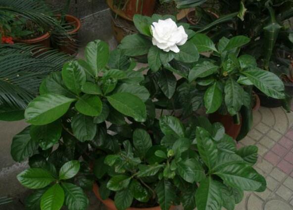 栀子花盆栽怎么养,五个技巧让你的栀子花枝繁叶茂