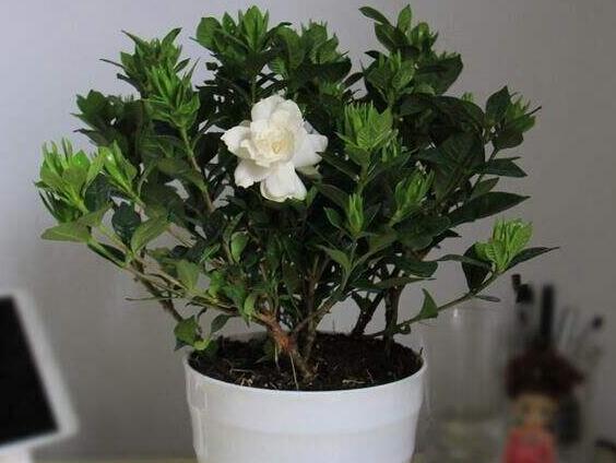 栀子花盆栽怎么养,五个技巧让你的栀子花枝繁叶茂