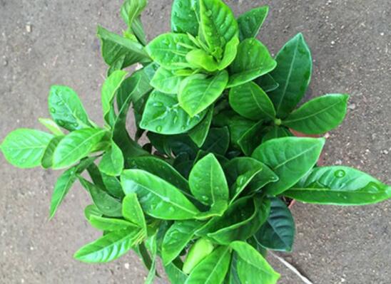 栀子花盆栽怎么养,五个技巧让你的栀子花枝繁叶茂