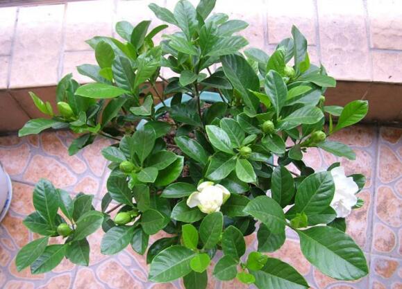 栀子花盆栽怎么养,五个技巧让你的栀子花枝繁叶茂