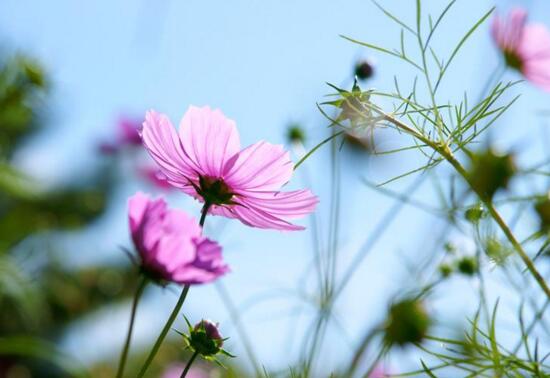 格桑花有什么寓意,格桑花的寓意和花语