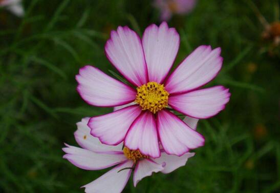格桑花有什么寓意,格桑花的寓意和花语
