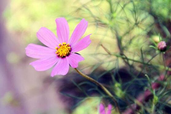 格桑花有什么寓意,格桑花的寓意和花语