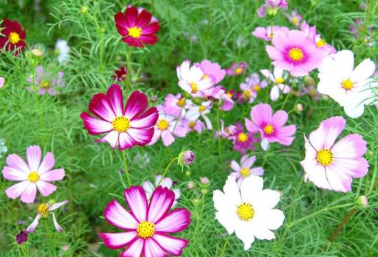 格桑花有什么寓意,格桑花的寓意和花语