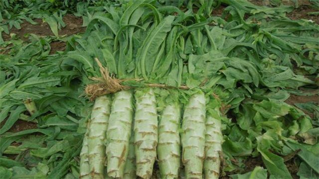 莴笋什么时候播种？莴笋可一年四季播种