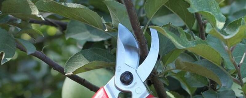 大发财树的修剪方法步骤图解