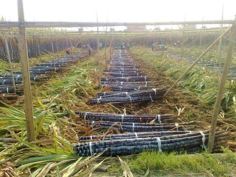 收获甘蔗 收获甘蔗