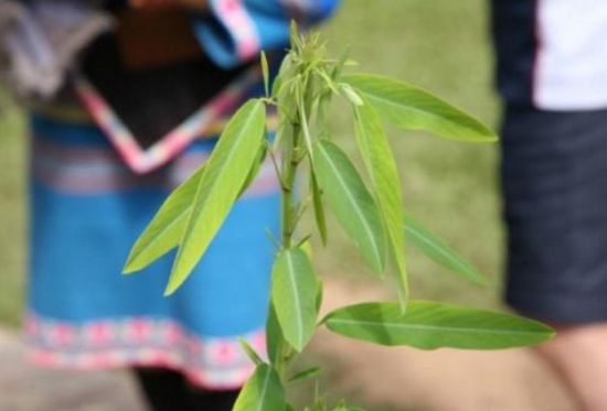 会跳舞的草 会跳舞的草