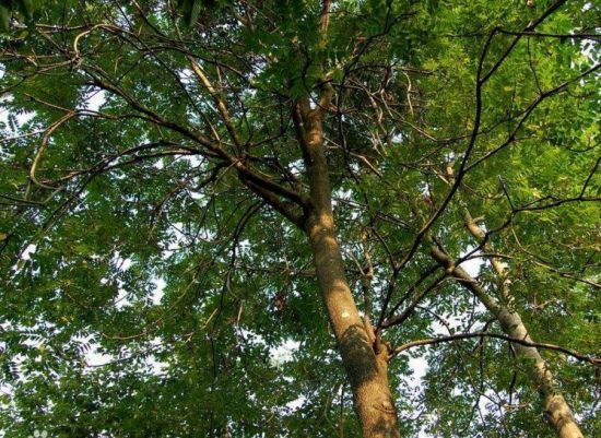 灭火的树(图跟本文无关) 灭火的树(图跟本文无关)