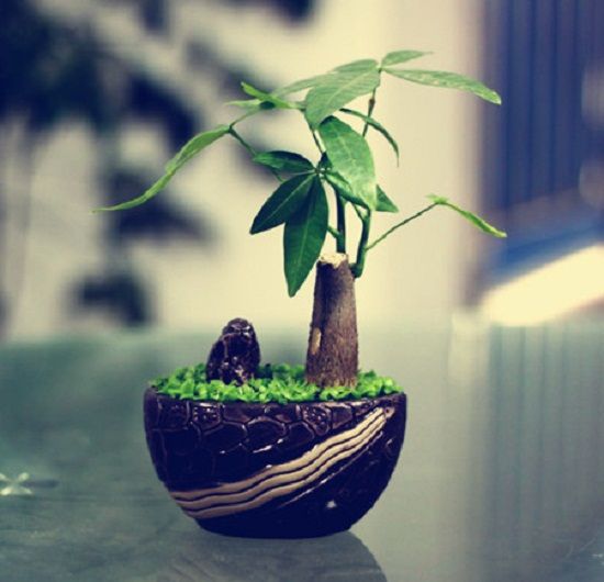 冬天发财树会不会冻死 冬天发财树会不会冻死