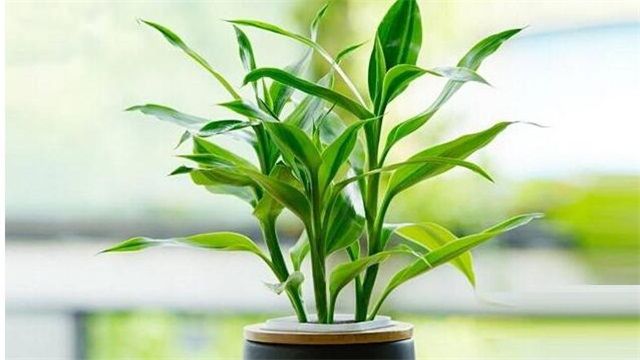 10根富贵竹的含义：十全十美