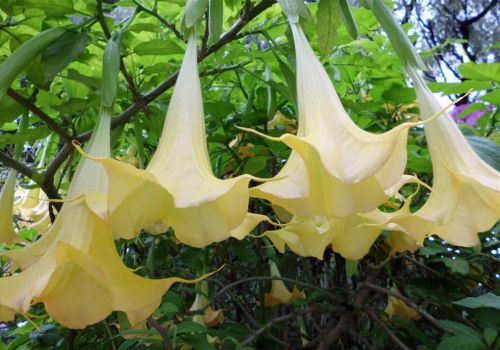 曼陀罗花有什么功效：平喘止咳,麻醉镇痛,祛风解