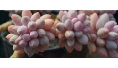 哪些多肉适合拇指盆