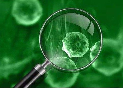 奇趣植物大观 奇趣植物大观