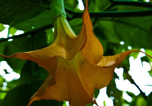 好看的曼陀罗花 好看的曼陀罗花