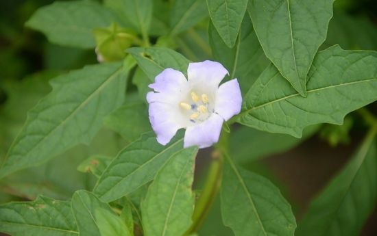 酸浆/姑娘果/灯笼果的种植方法与注意事项 酸浆/姑娘果/灯笼果的种植方法与注意事项